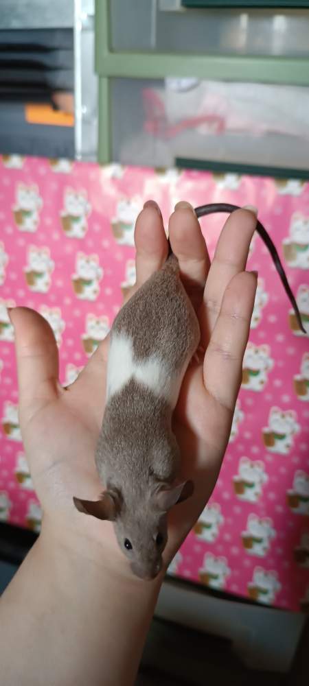 Fancy mouse Breeder Mus musculus 