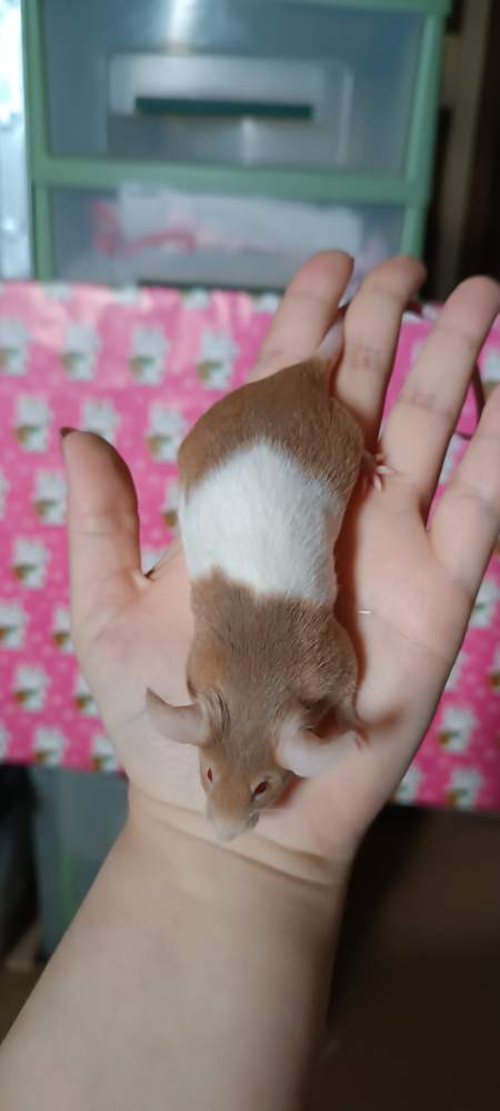 Fancy mouse Retired Mus musculus 