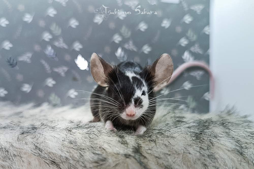 Fancy mouse Retired Mus musculus 