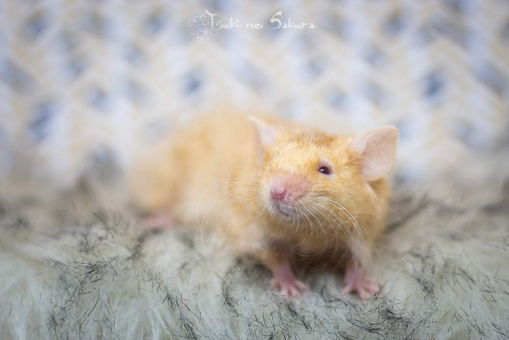 Fancy mouse Owned by other Mus musculus 