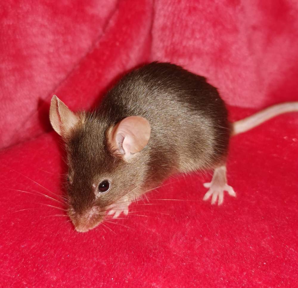 Fancy mouse Owned by other Mus musculus 