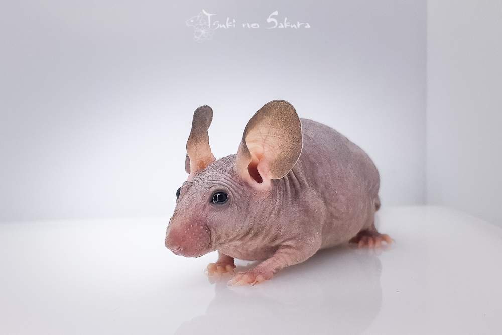 Fancy mouse Retired Mus musculus 