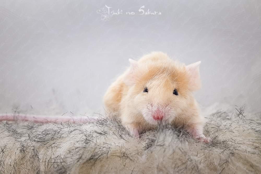 Fancy mouse Retired Mus musculus 