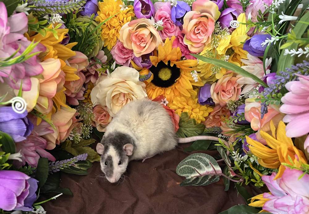Fancy rat Breeder Rattus norvegicus 