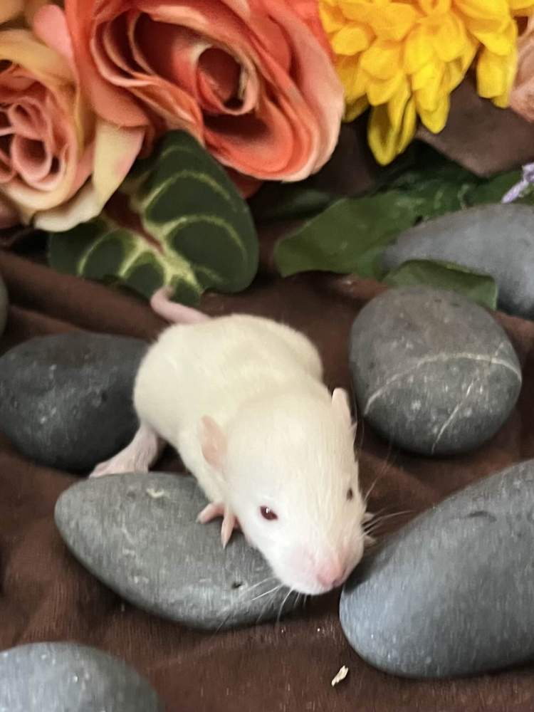Fancy rat Breeder Rattus norvegicus 