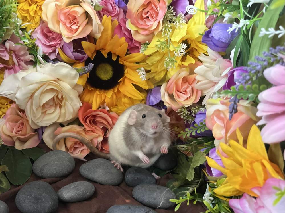 Fancy rat Breeder Rattus norvegicus 