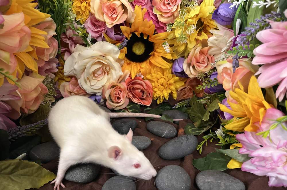 Fancy rat Breeder Rattus norvegicus 