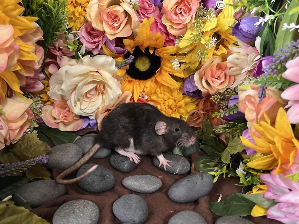 Fancy rat Breeder Rattus norvegicus 