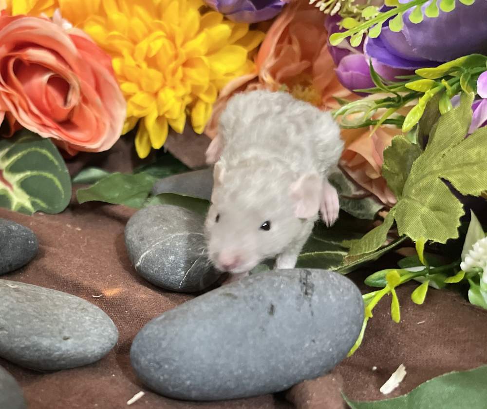 Fancy rat Breeder Rattus norvegicus 