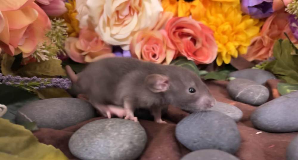 Fancy rat Breeder Rattus norvegicus 