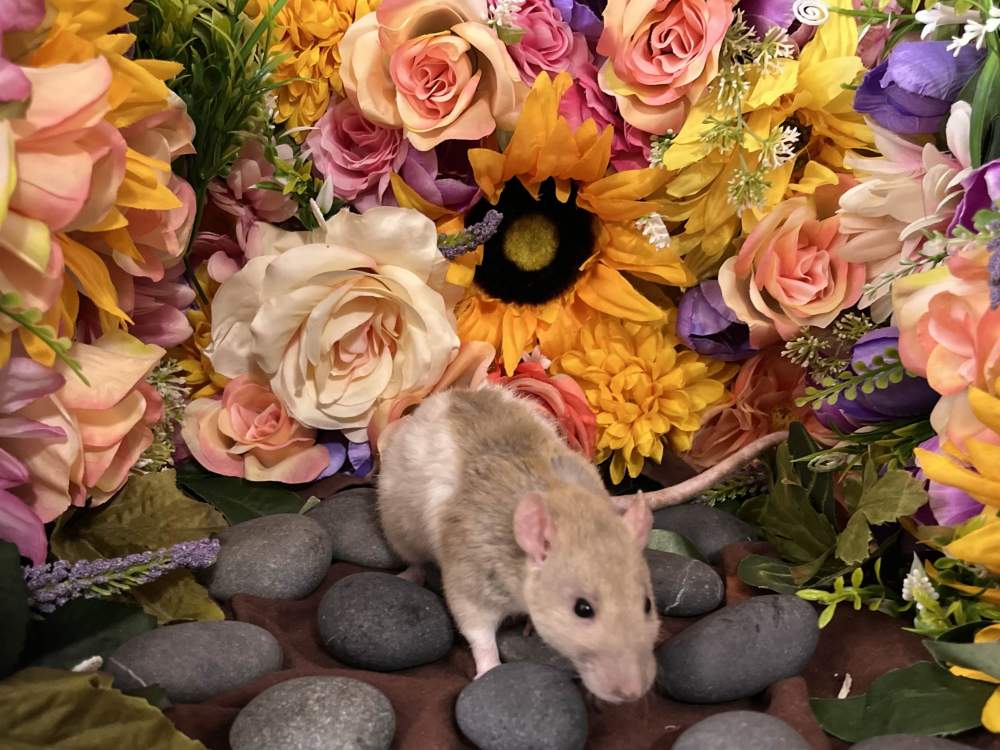 Fancy rat Retired Rattus norvegicus 