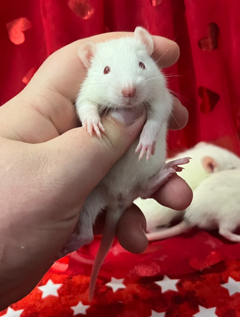 Fancy rat Breeder Rattus norvegicus 