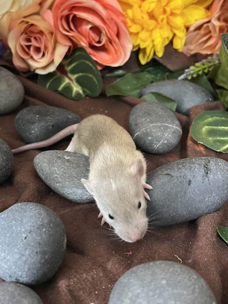 Fancy rat Breeder Rattus norvegicus 