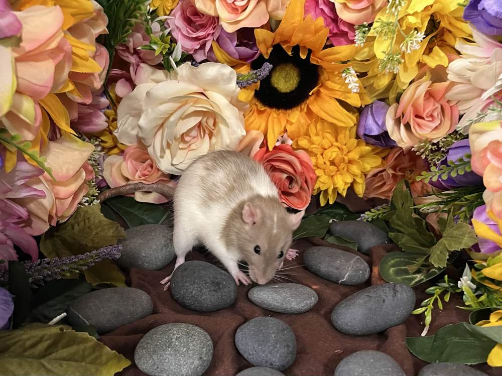 Fancy rat Breeder Rattus norvegicus 