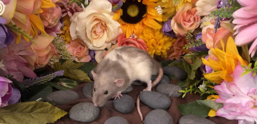 Fancy rat Breeder Rattus norvegicus 