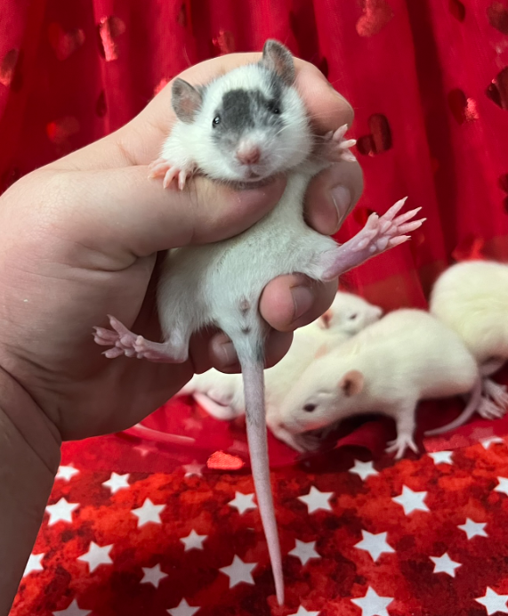 Fancy rat Breeder Rattus norvegicus 