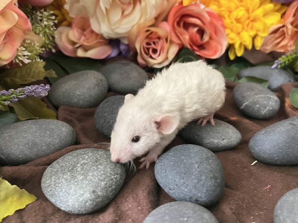 Fancy rat Breeder Rattus norvegicus 