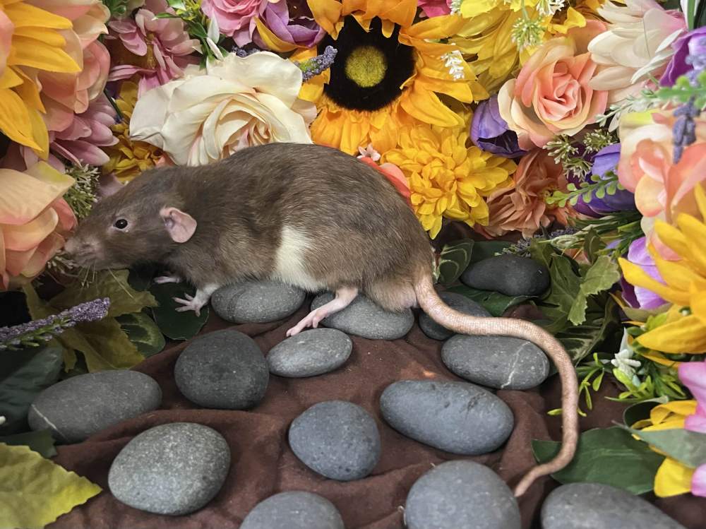 Fancy rat Breeder Rattus norvegicus 