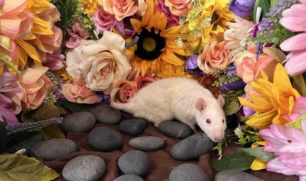 Fancy rat Retired Rattus norvegicus 