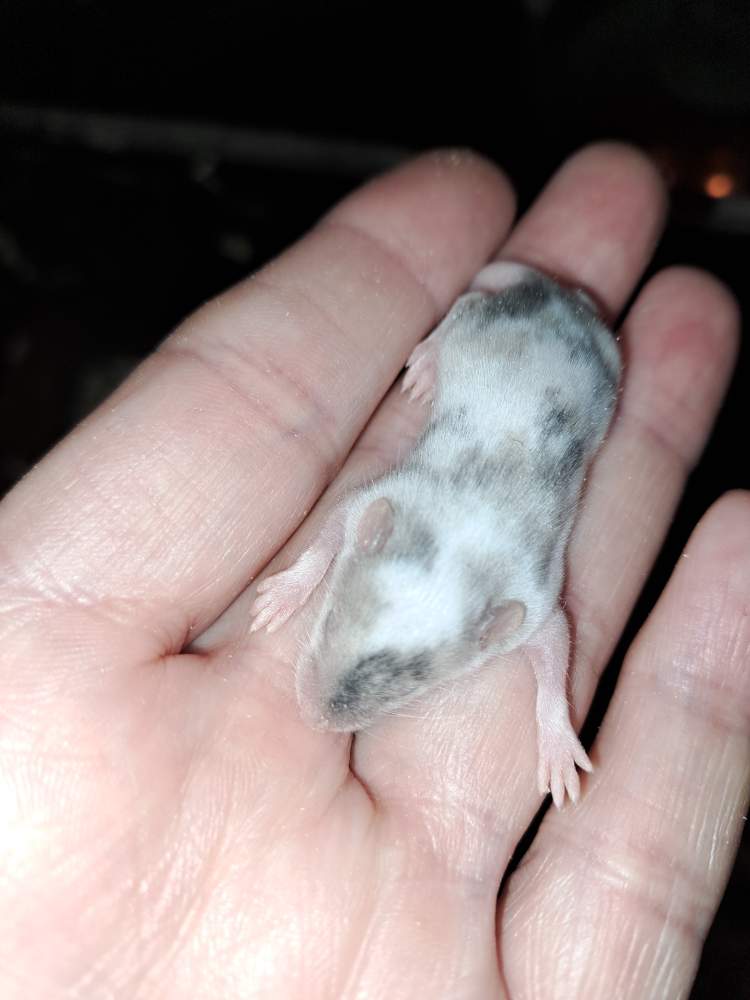 Fancy mouse Show animal Mus musculus 