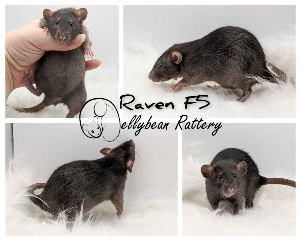 Fancy rat Pet only Rattus norvegicus 