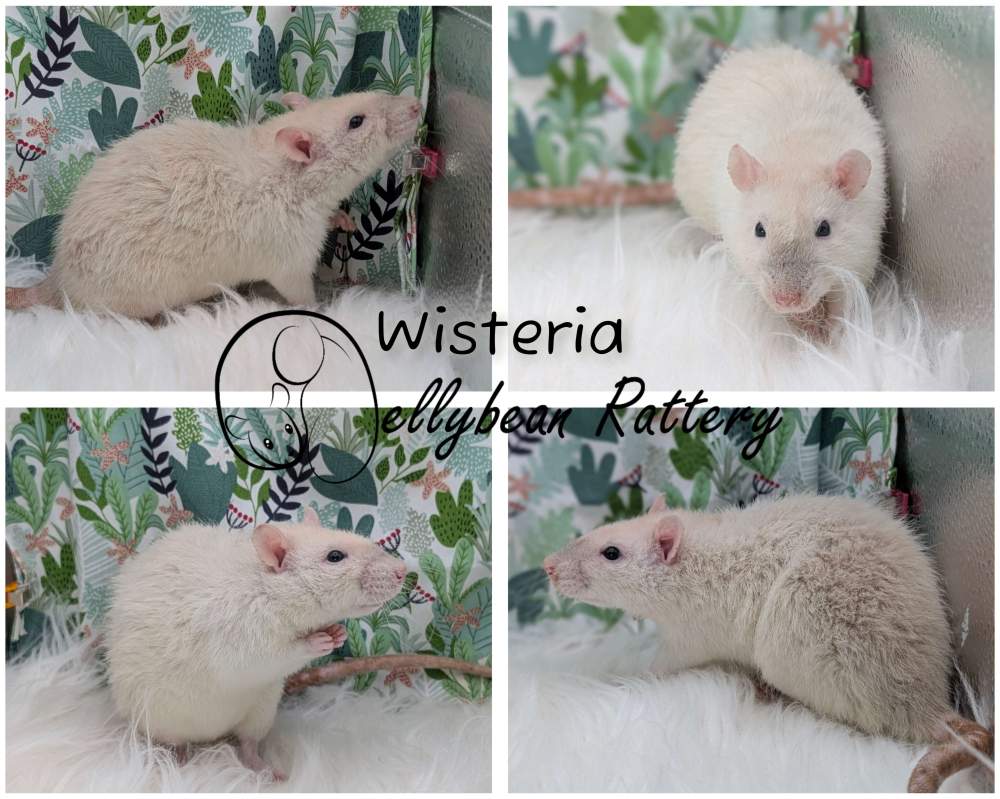 Fancy rat Breeder Rattus norvegicus 