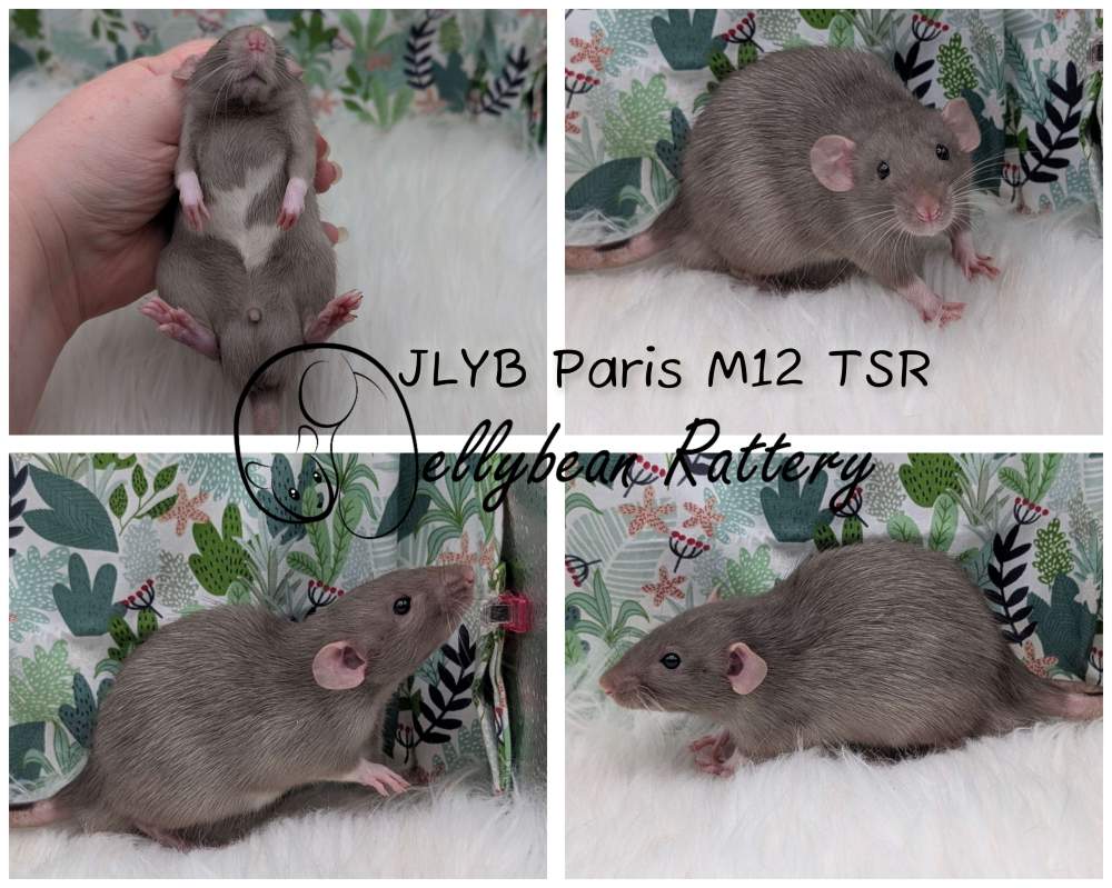 Fancy rat Pet only Rattus norvegicus 