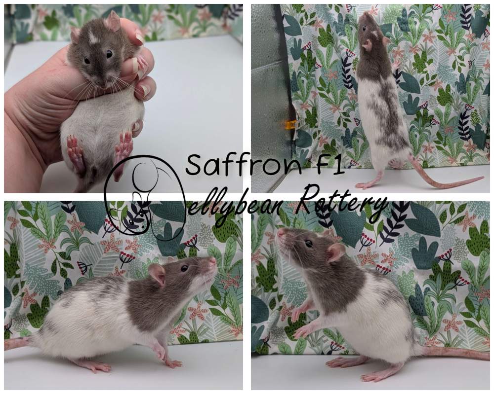 Fancy rat Pet only Rattus norvegicus 