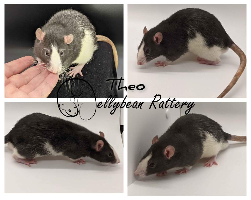 Fancy rat Rehomed Rattus norvegicus United States, Westlake