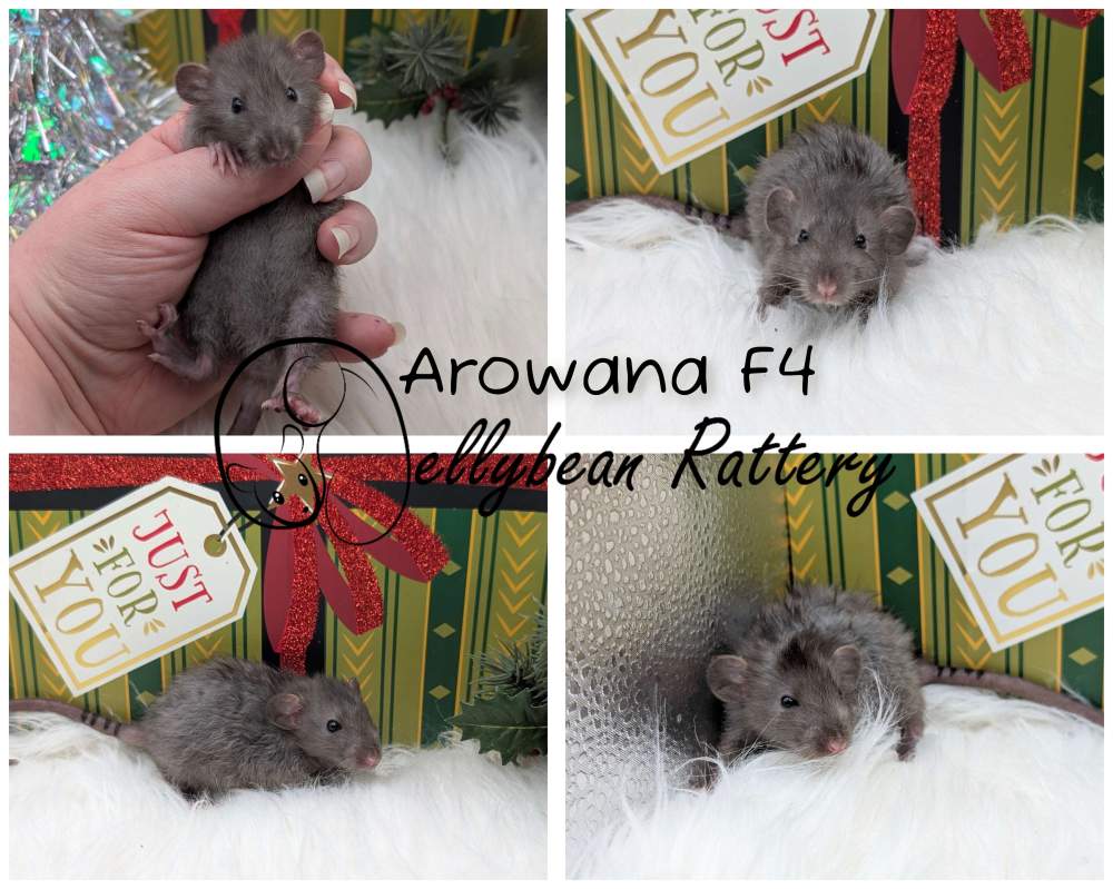 Fancy rat Pet only Rattus norvegicus 