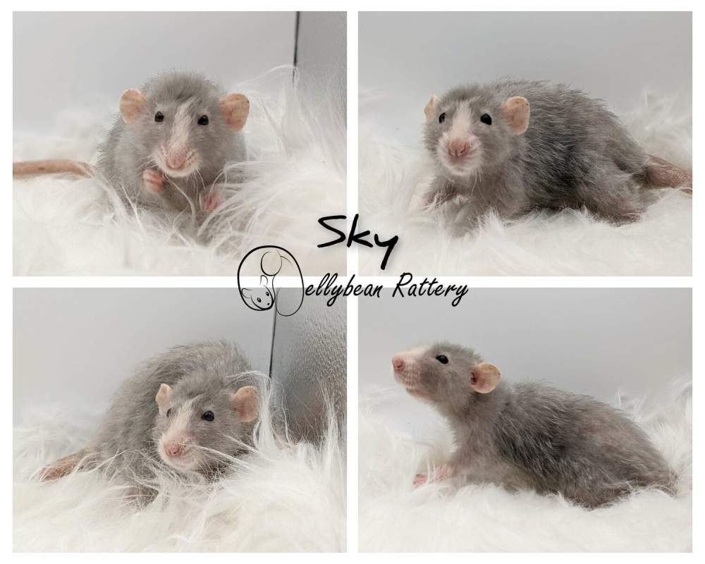Fancy rat Retired Rattus norvegicus 