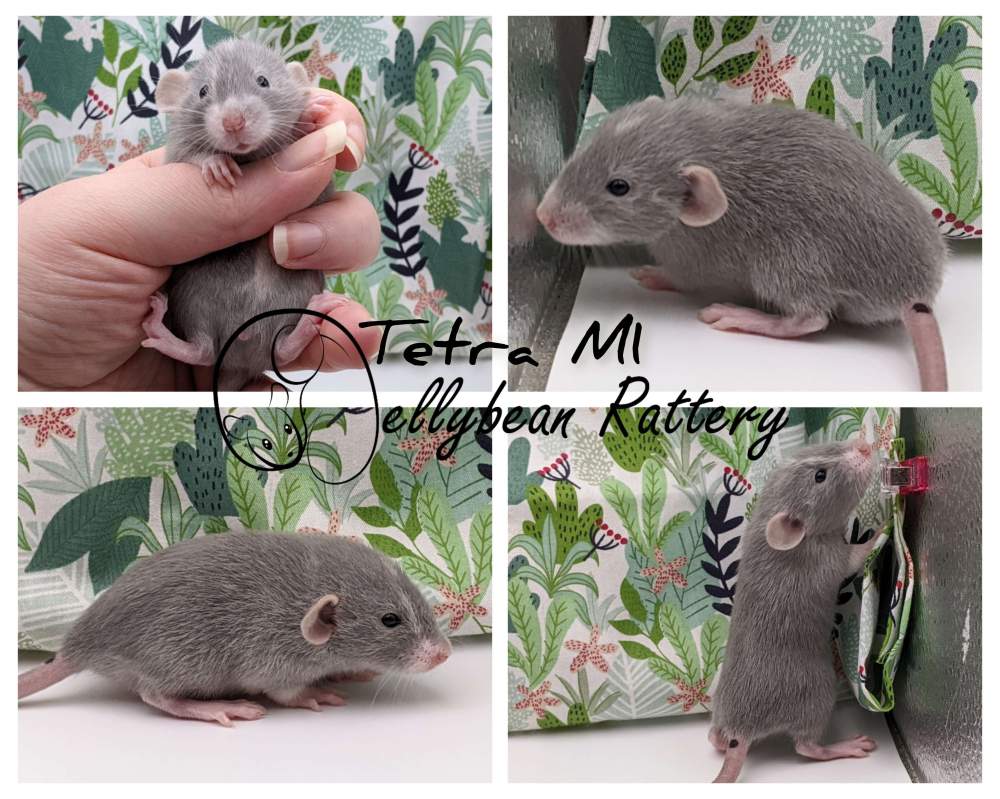 Fancy rat Breeder Rattus norvegicus 