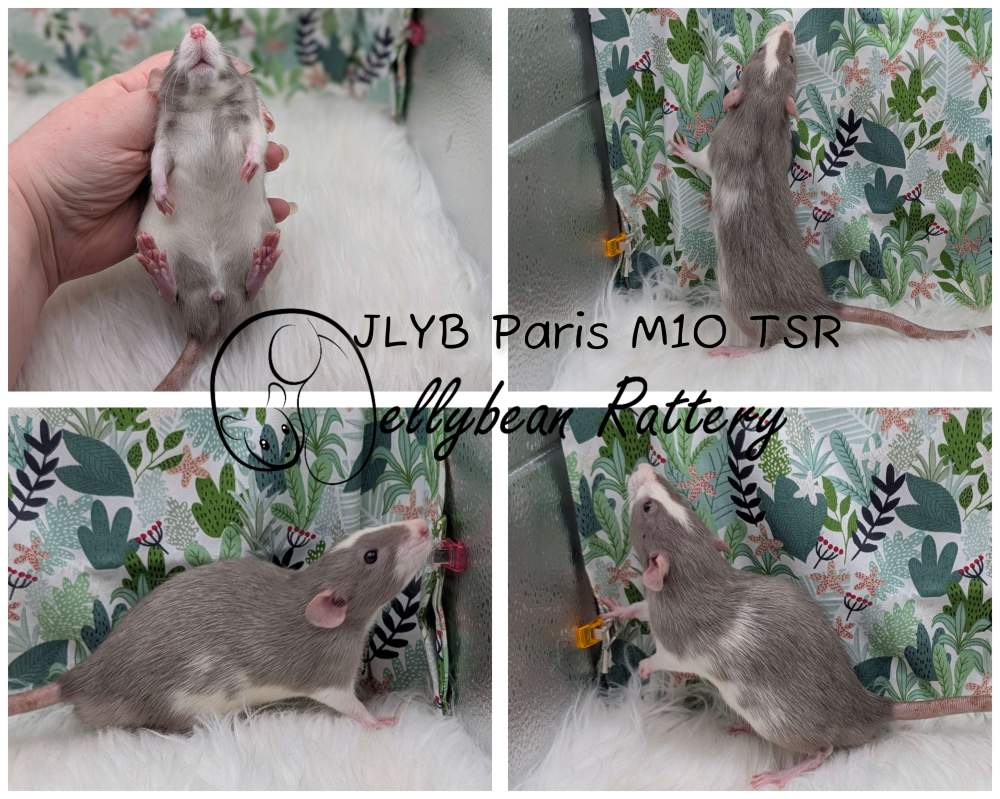 Fancy rat Pet only Rattus norvegicus 