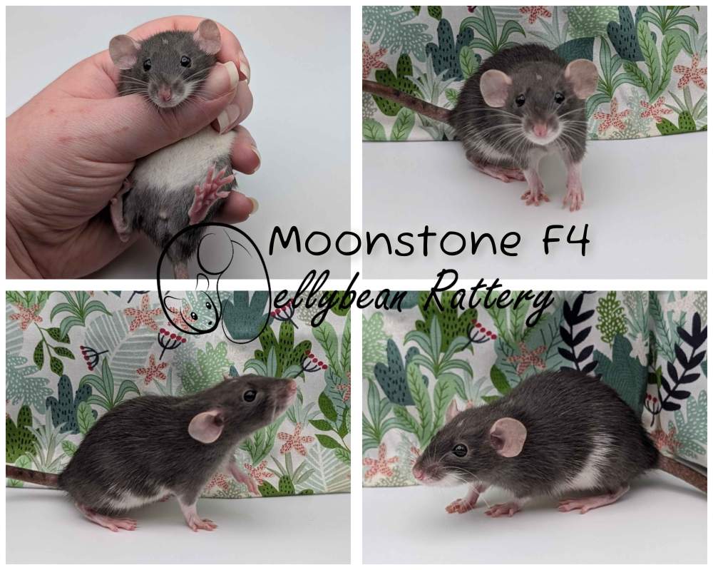 Fancy rat Pet only Rattus norvegicus 