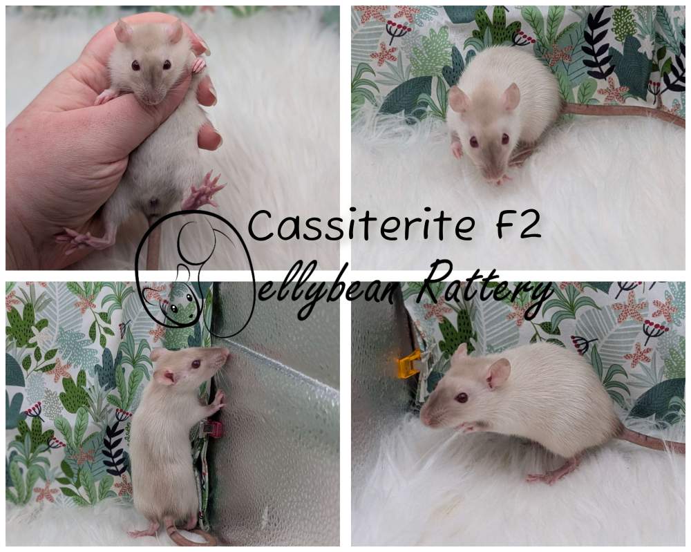 Fancy rat Pet only Rattus norvegicus 