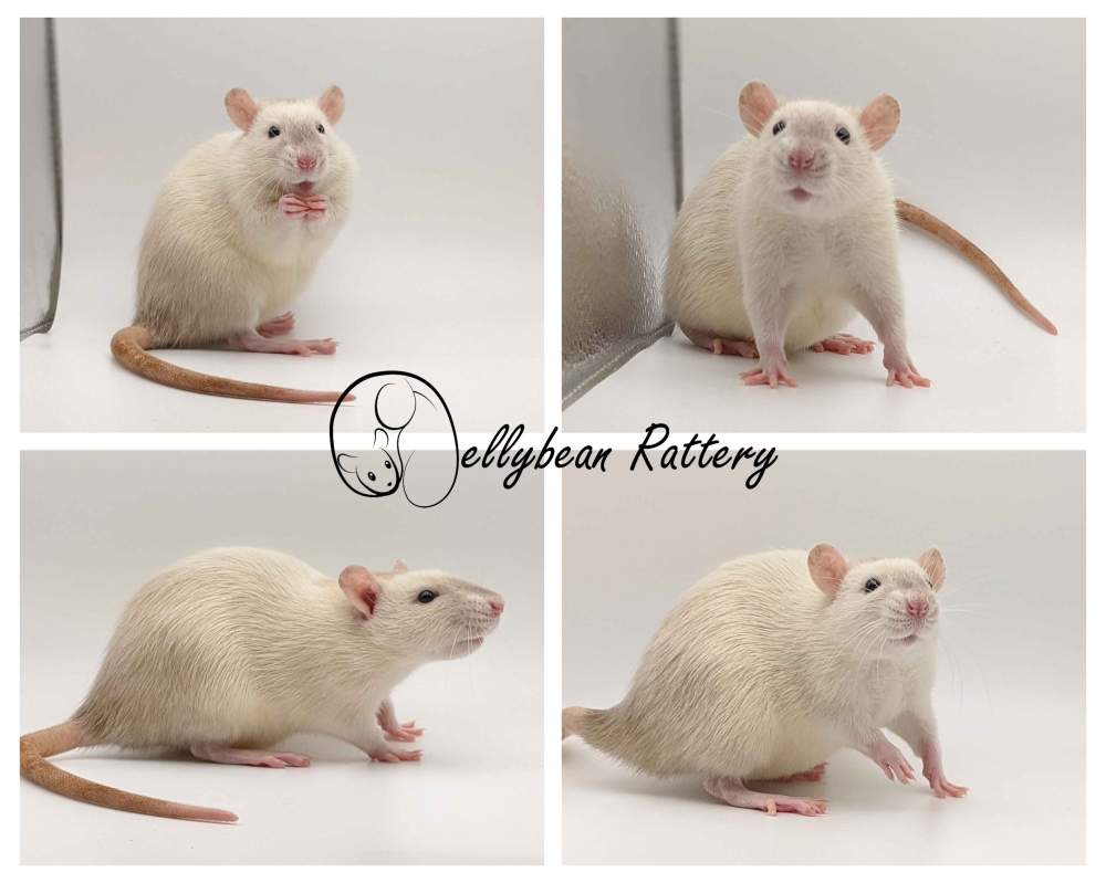 Fancy rat Retired Rattus norvegicus 