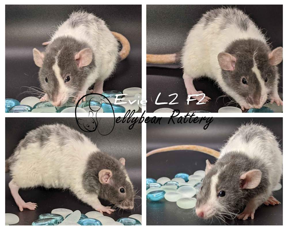 Fancy rat Pet only Rattus norvegicus United States, Westlake