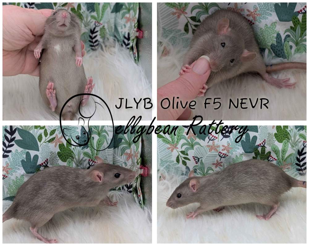 Fancy rat Pet only Rattus norvegicus 