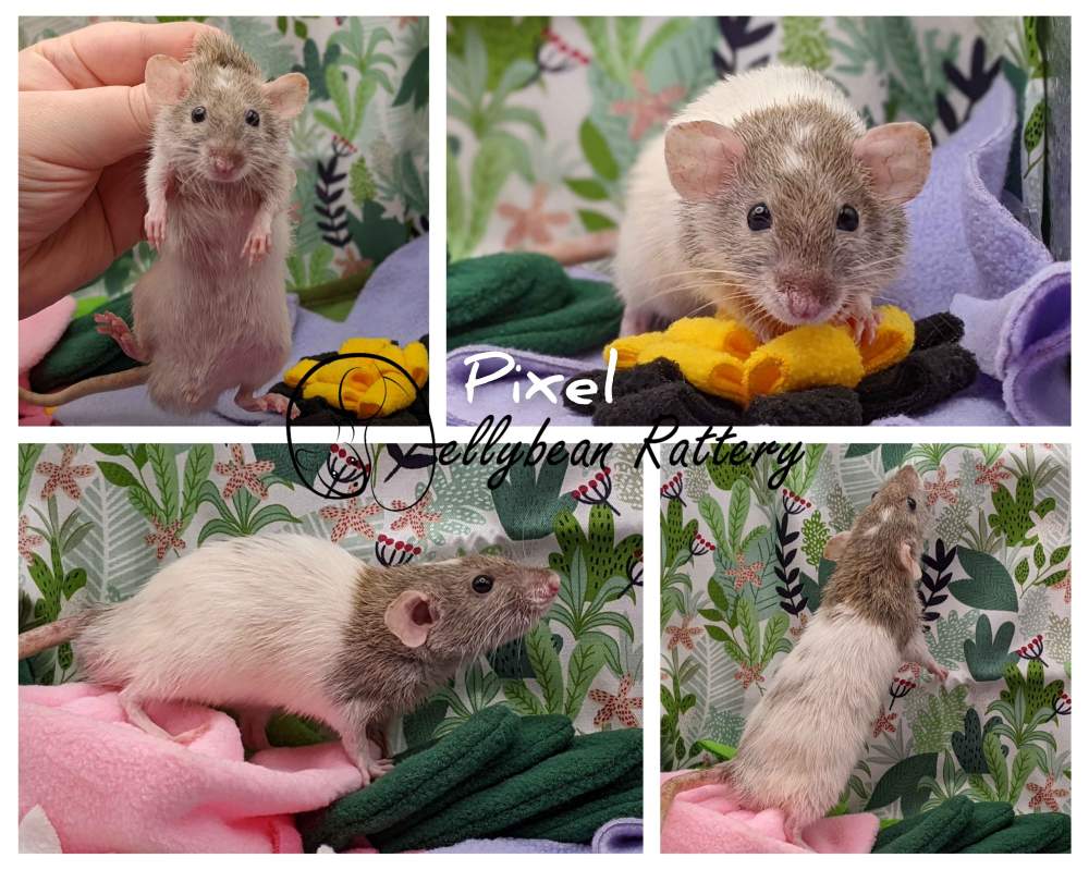 Fancy rat Breeder Rattus norvegicus 
