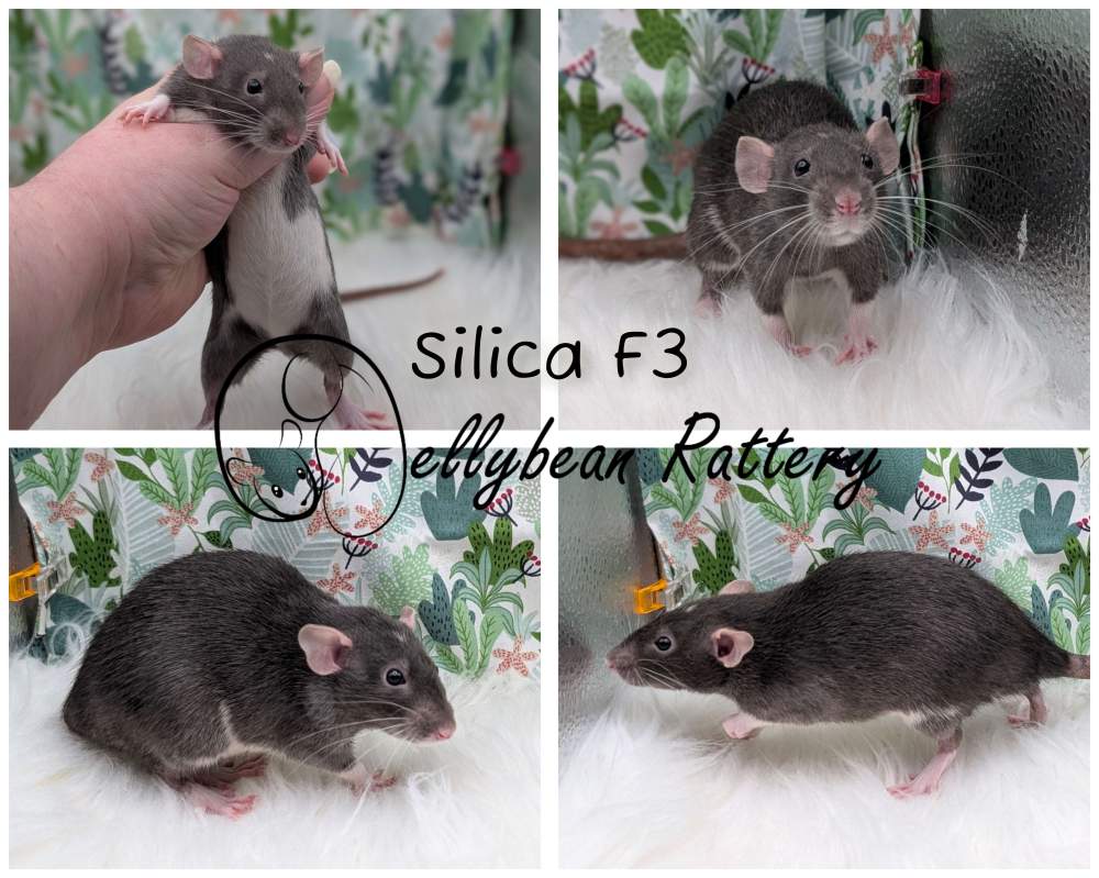 Fancy rat Pet only Rattus norvegicus 