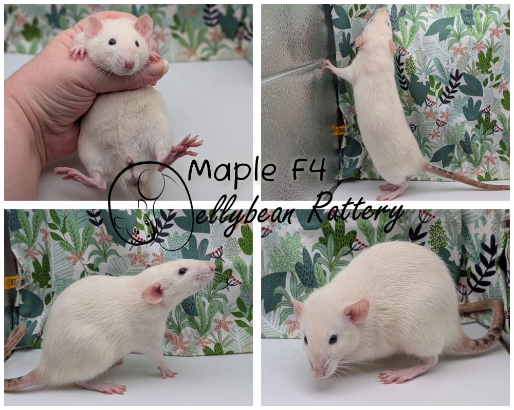 Fancy rat Breeder Rattus norvegicus 