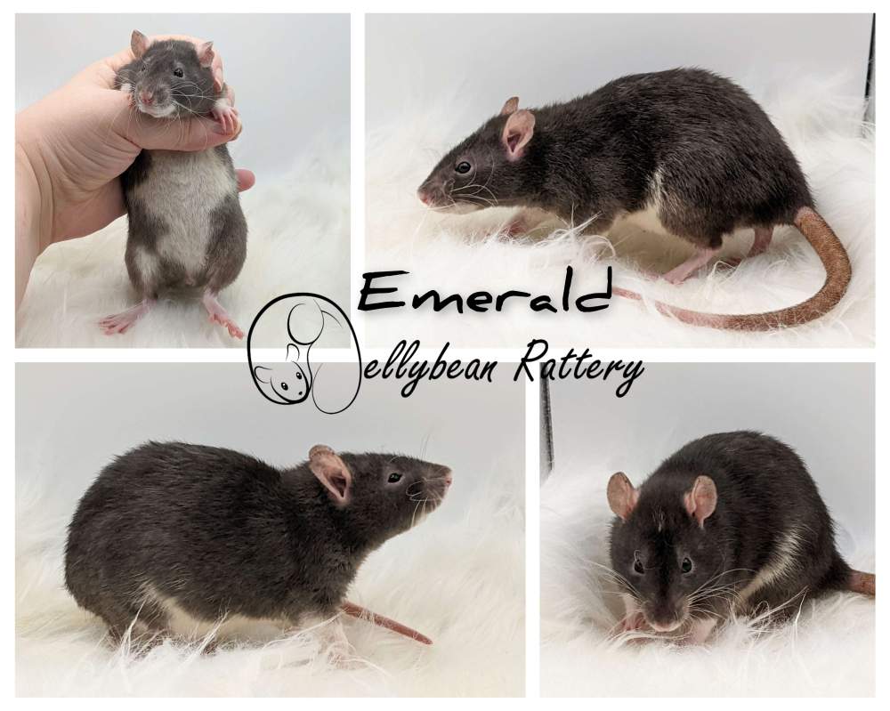 Fancy rat Retired Rattus norvegicus 