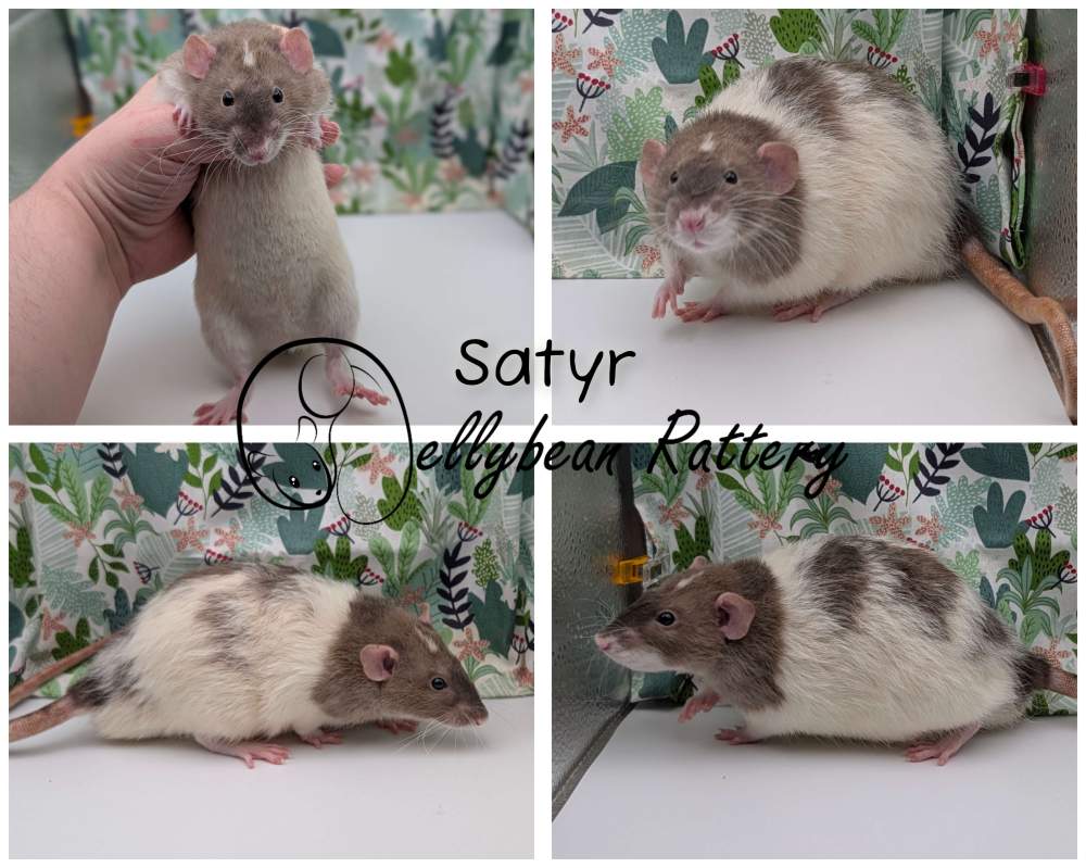 Fancy rat Breeder Rattus norvegicus 