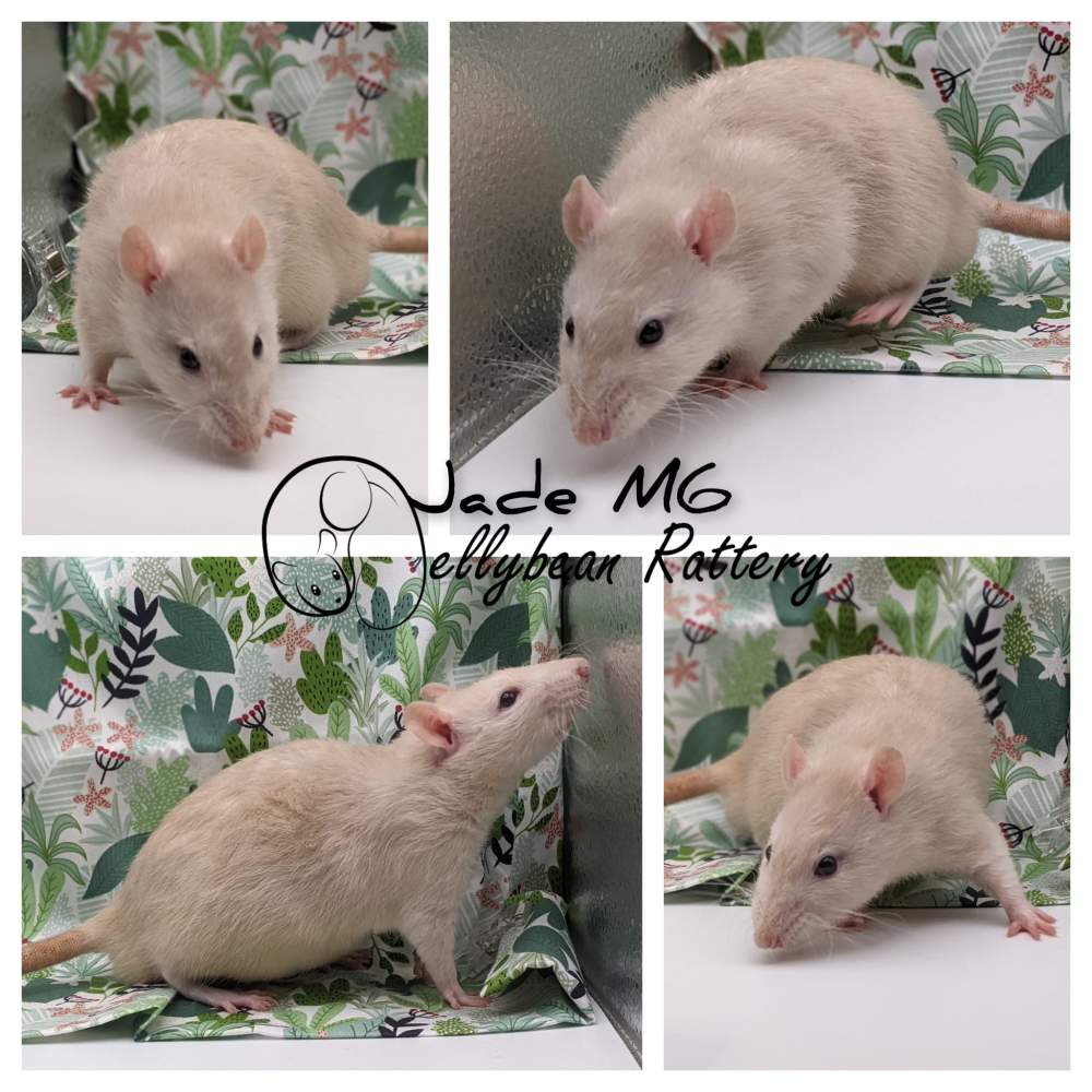 Fancy rat Pet only Rattus norvegicus 