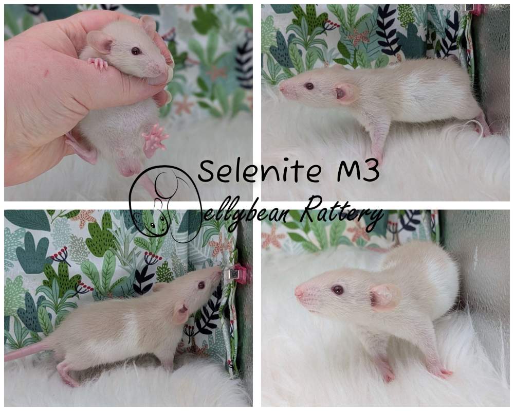 Fancy rat Pet only Rattus norvegicus 