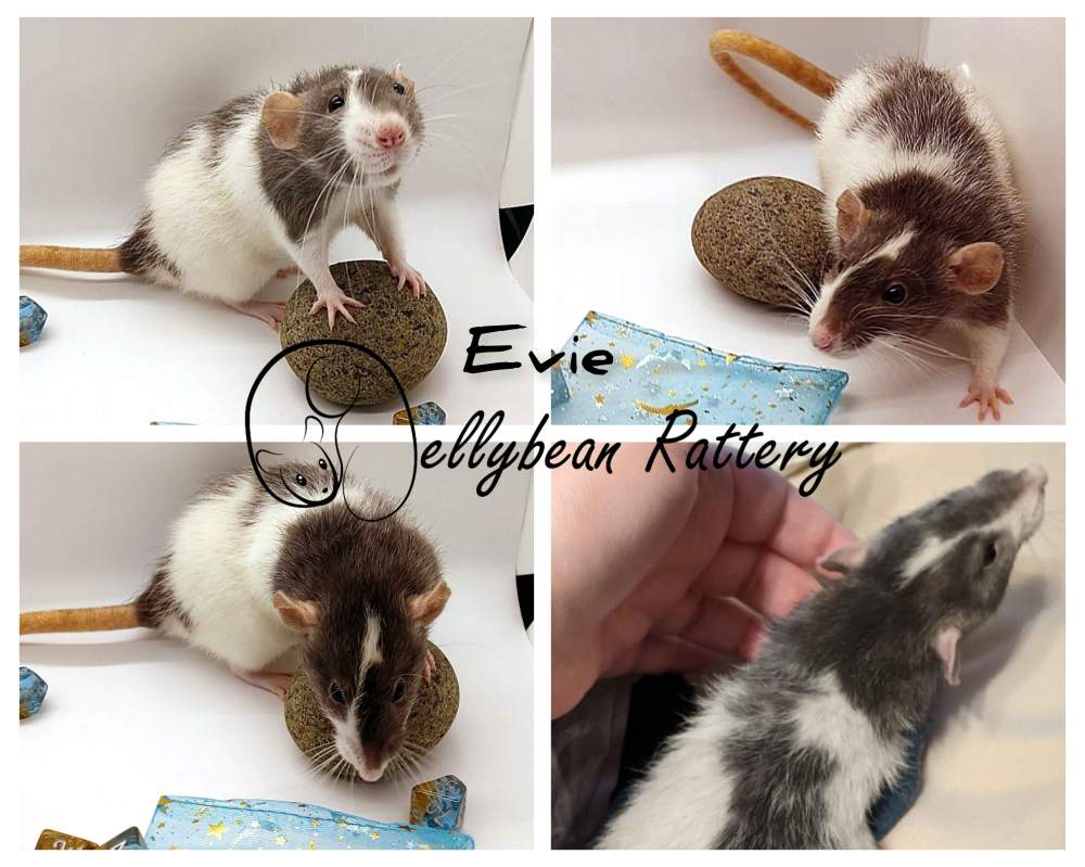 Fancy rat Deceased Rattus norvegicus United States, Westlake