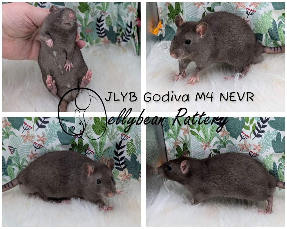 Fancy rat Breeder Rattus norvegicus 