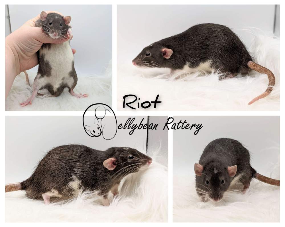 Fancy rat Retired Rattus norvegicus 