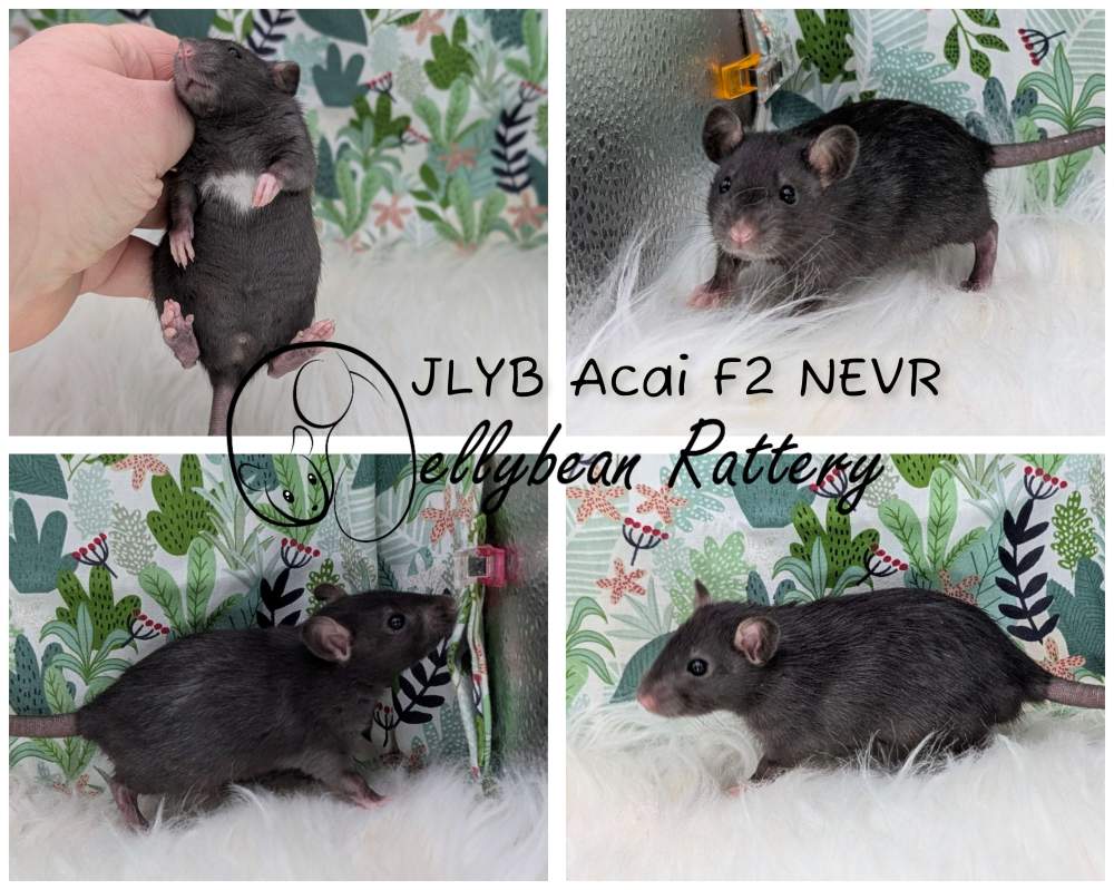 Fancy rat Pet only Rattus norvegicus 