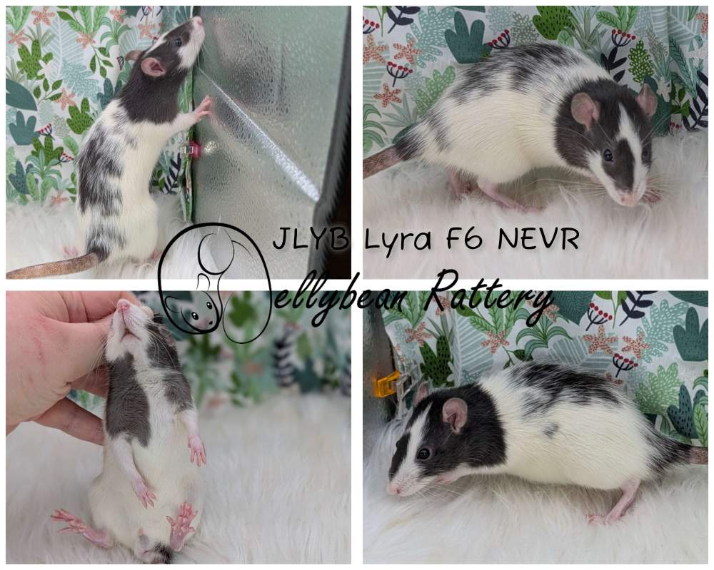 Fancy rat Pet only Rattus norvegicus 